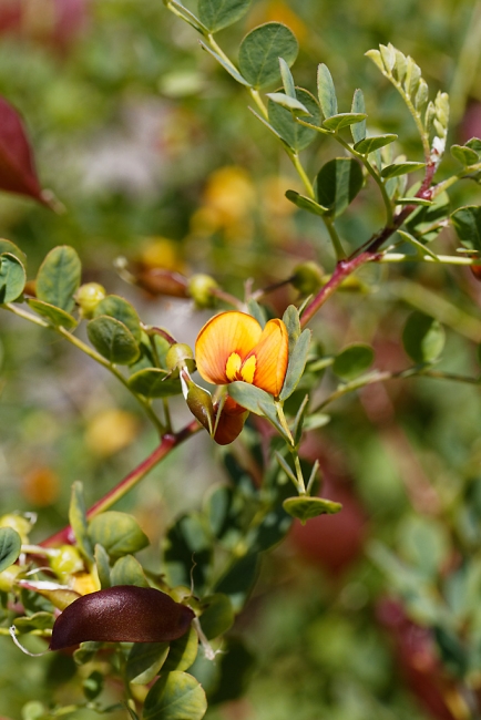 Jardin Botanique de la Bastide-006